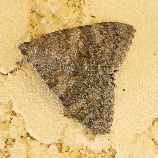 Catocala elocata (French Red Underwing)-2.jpg